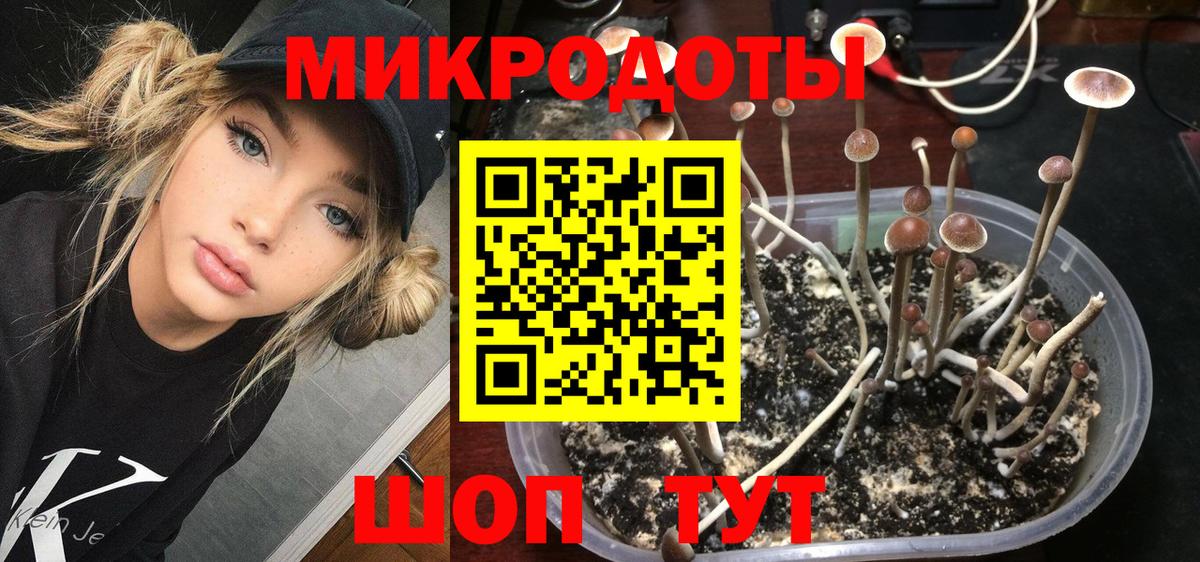 Псилоцибиновые грибы Psilocybe Сатка